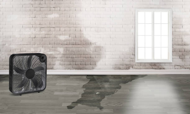 Best Water damage contractors near me  in West Swanzey, NH